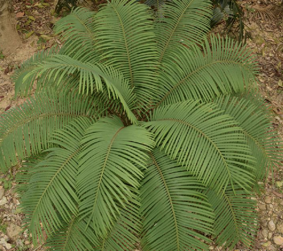  p>石山苏铁(学名: i>cycas sexseminifera /i> f. n.
