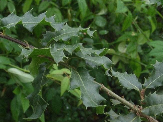  p>刺叶高山栎(学名: i>quercus spinosa /i> david ex franch.