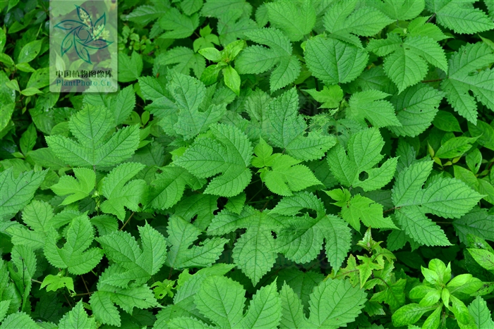 p>台湾蝎子草是荨麻科蝎子草属植物/p>