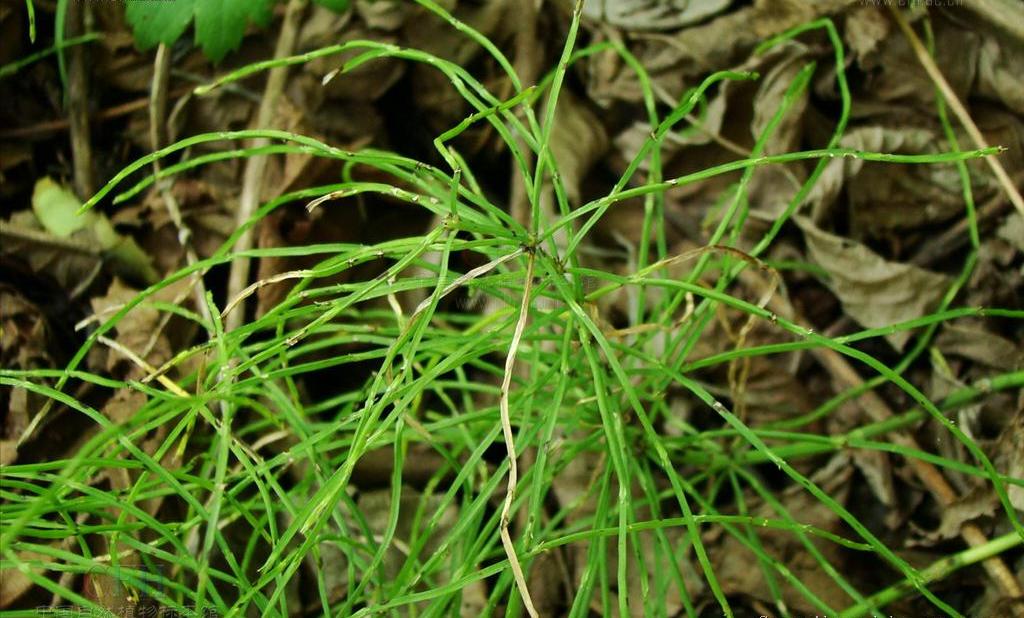 草向荆