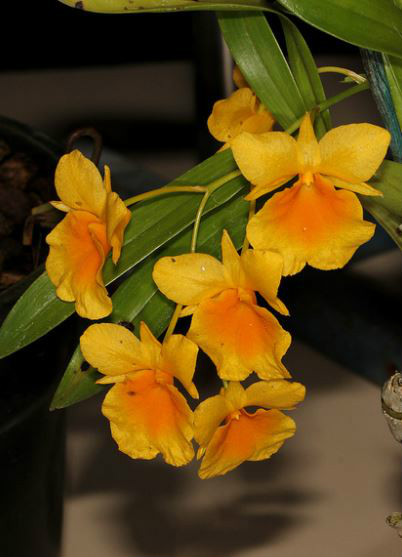  p>短棒石斛(学名: i>dendrobium capillipes /i>  rchb. f.