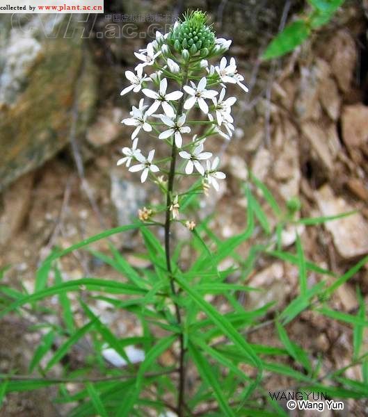  p>珍珠菜,珍珠菜外形很像菊科植物,叶片形状与野菊花相似,又叫白花蒿