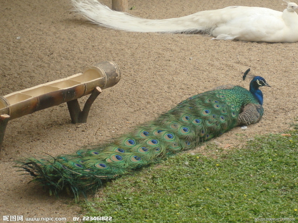 " 亦有生物绿孔雀. /p>