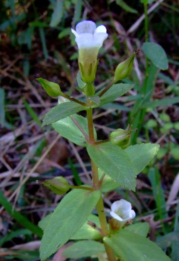  p>石龙尾属,物种为水生或沼生草本,约35种,分布于东半球热带, a