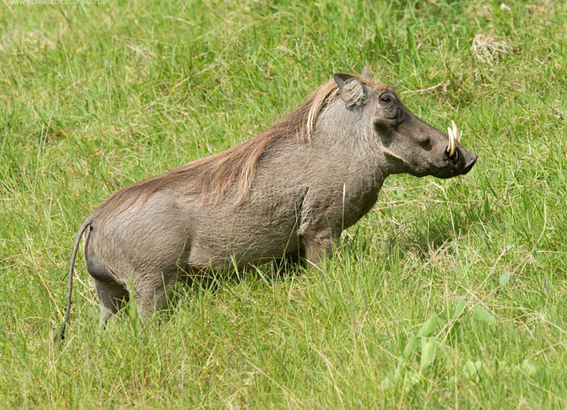  p>疣猪属(学名: i>phacochoerus /i>):体重在50-150千克.