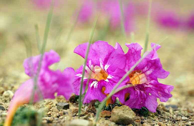  p>藏波罗花为紫葳科矮小宿根草本植物.