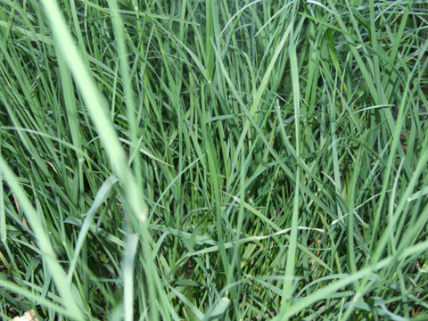  p>小药碱茅,多年生.