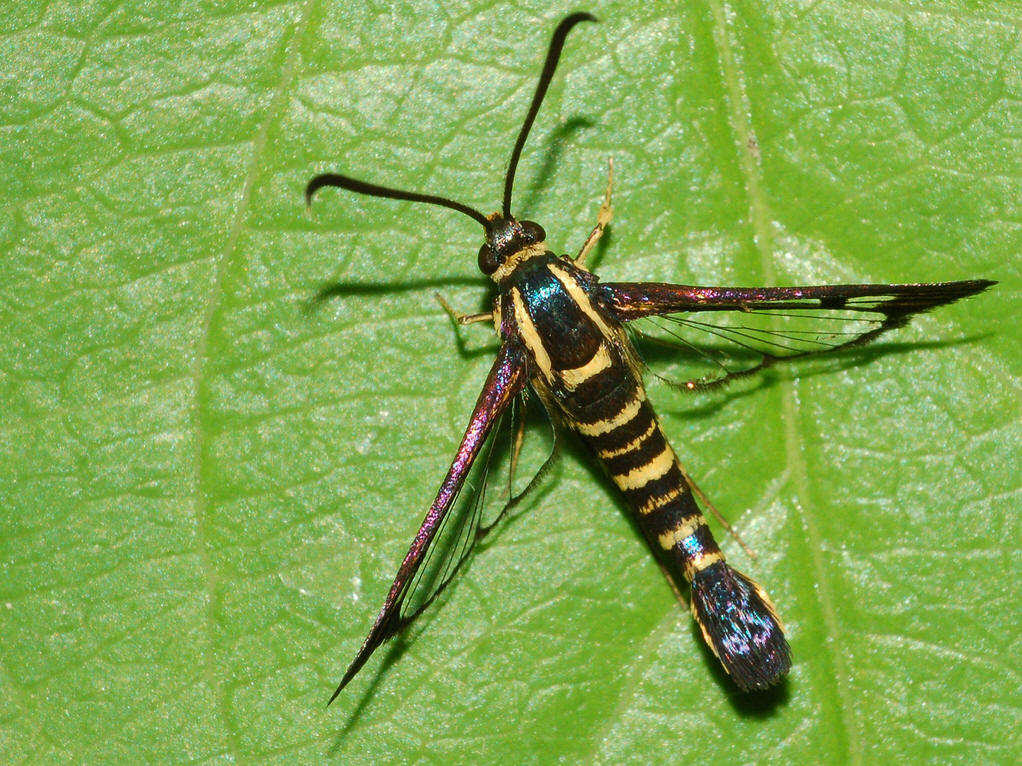  p>透翅蛾( i>aegeriidae) /i>鳞翅目(lepidoptera) a href="#" data