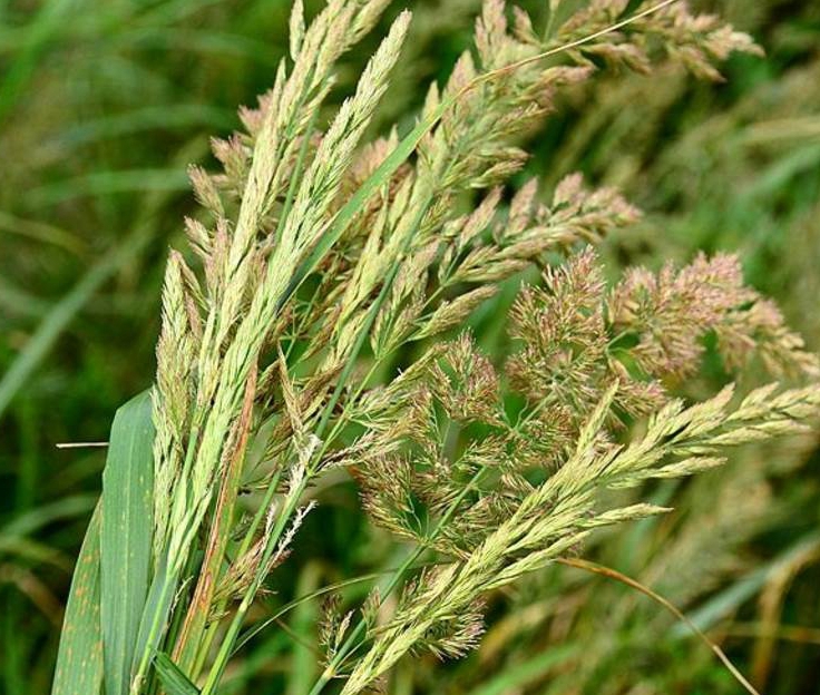 calamagrostis pseudophragmites (haller f.) koeler