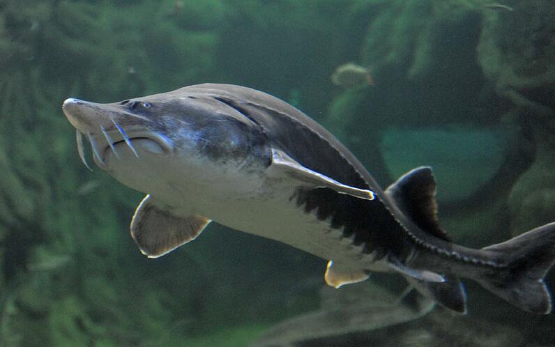 欧洲鳇是大型鲟类,可长达600厘米,重1000千克.