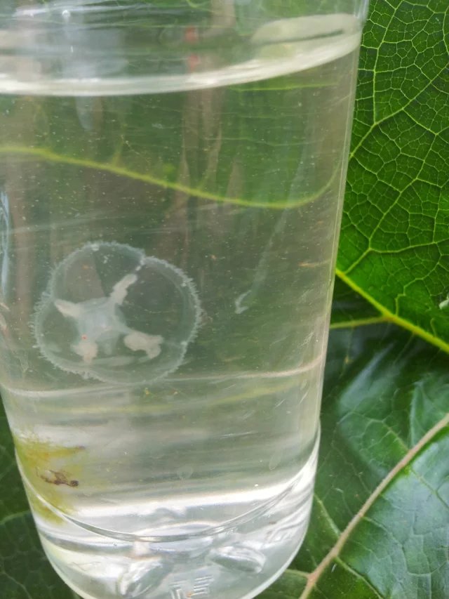 当地人说是牛蛙卵,其实不是,从它的外形,运动姿态都是海洋生物水母的