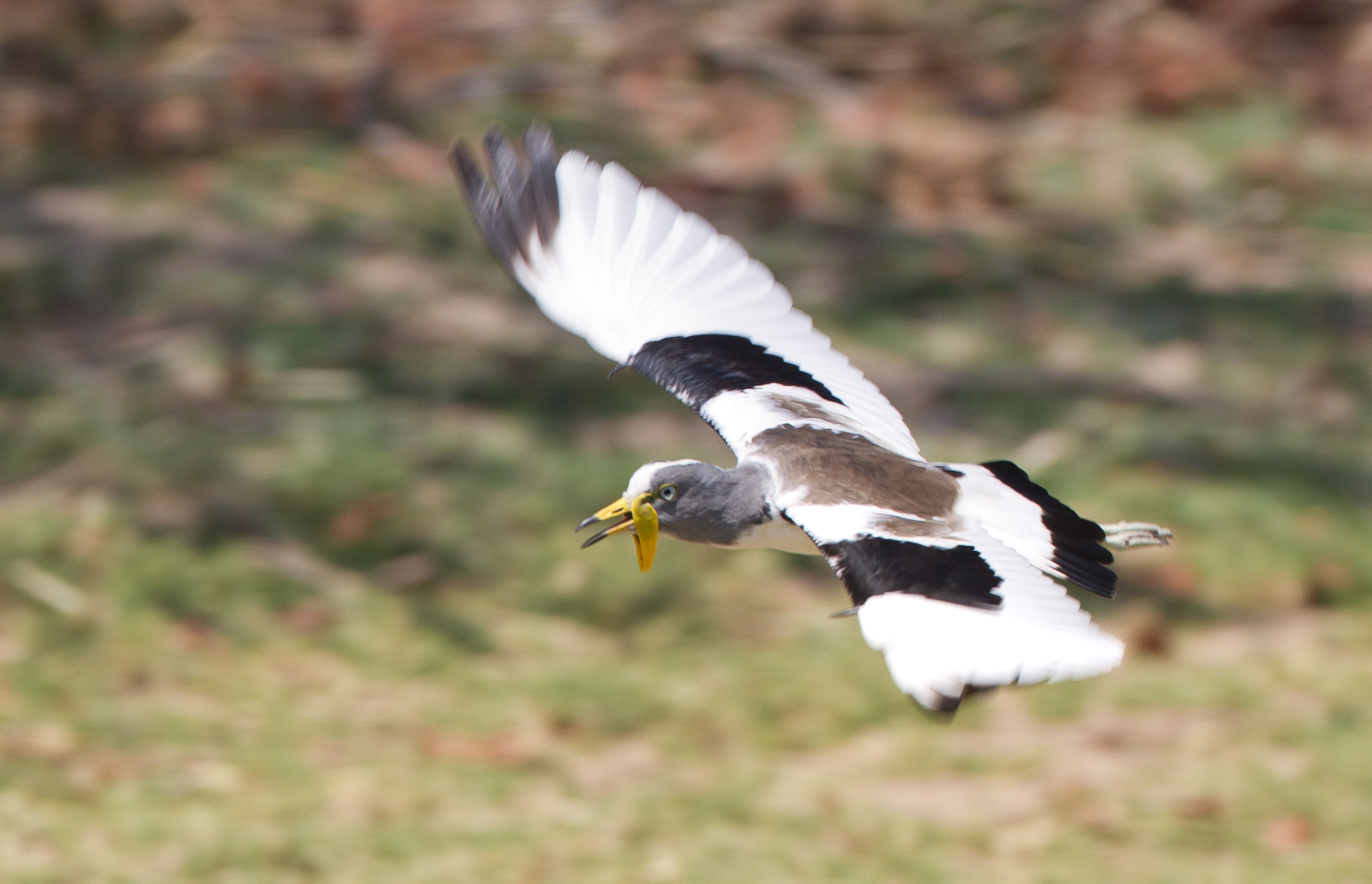  p>白头麦鸡(学名:vanellus albiceps)属于中型 a target="_blank"