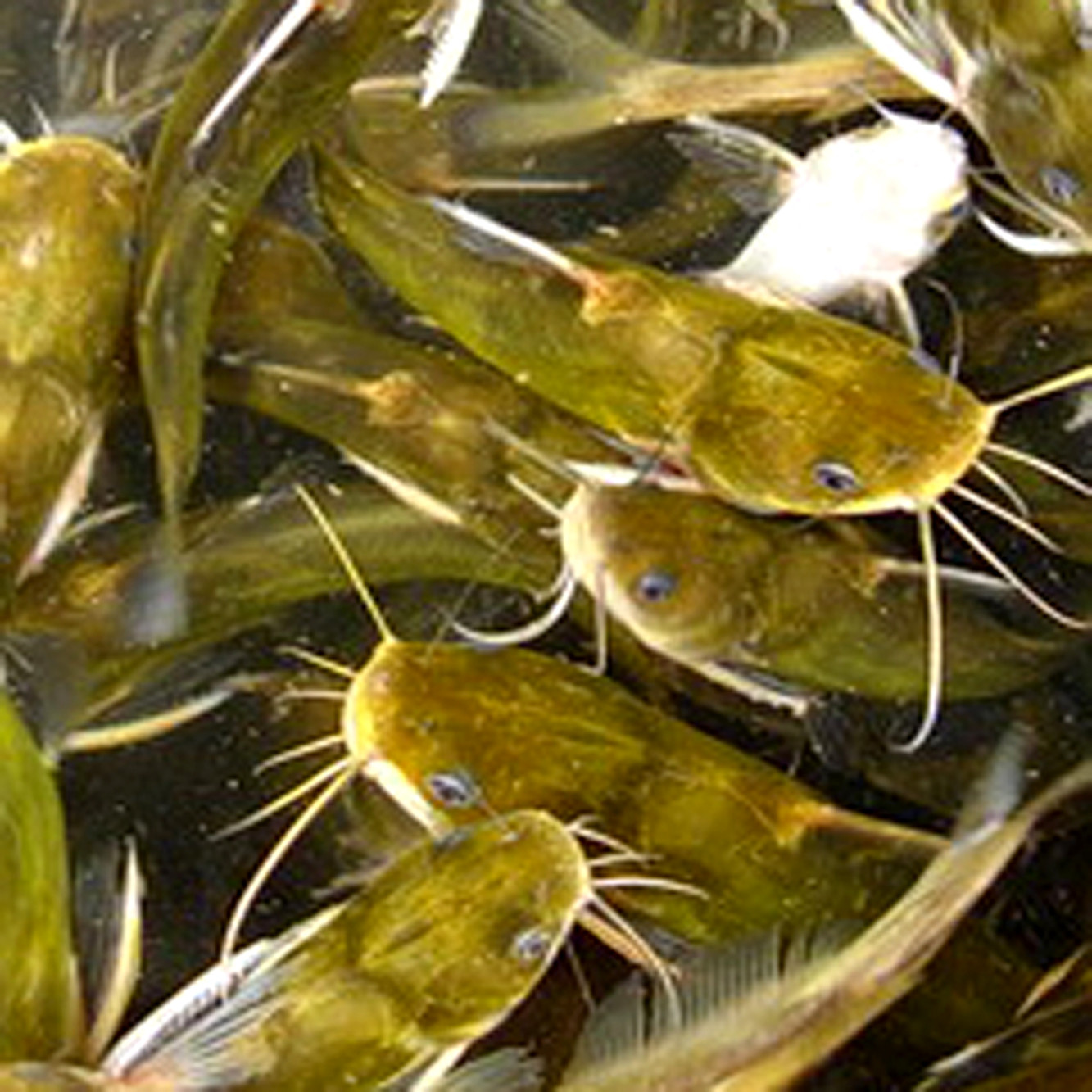  p>黄鸭叫,学名 a href="#" data-lemmaid="899823">黄颡鱼 /a>,地方