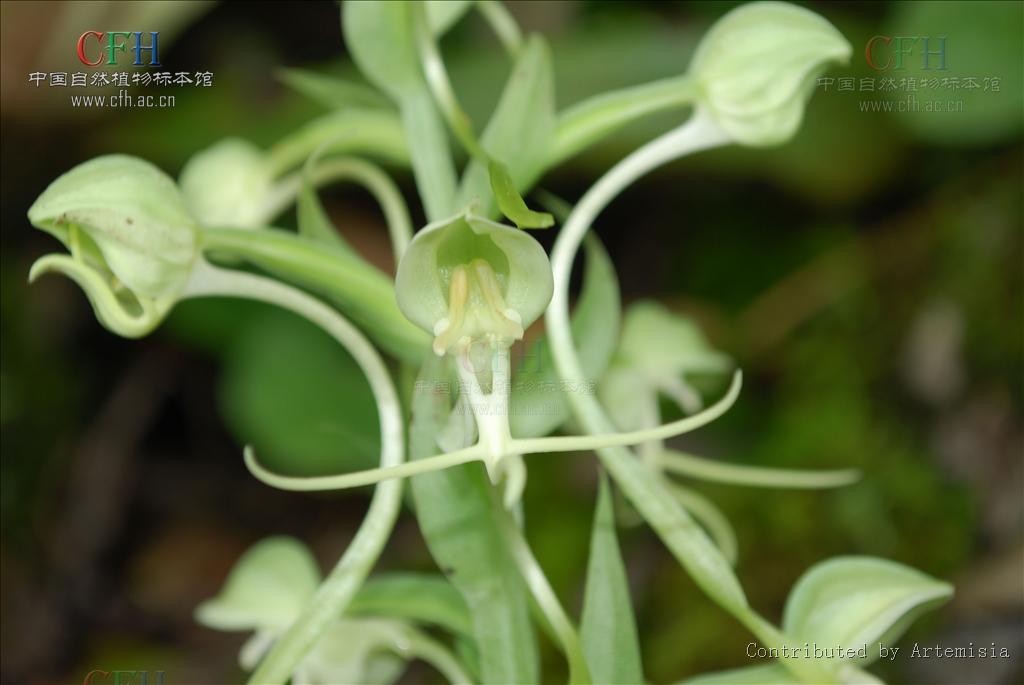  p>线瓣玉凤花是 a target="_blank" href="/item/兰科">兰科 /a> a