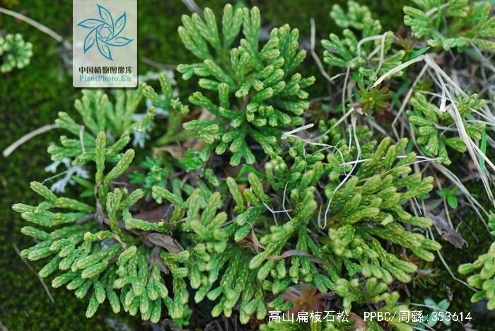 为石松科植物高山扁枝石松 i>diphasiastrum  alpinum  /i>(l.
