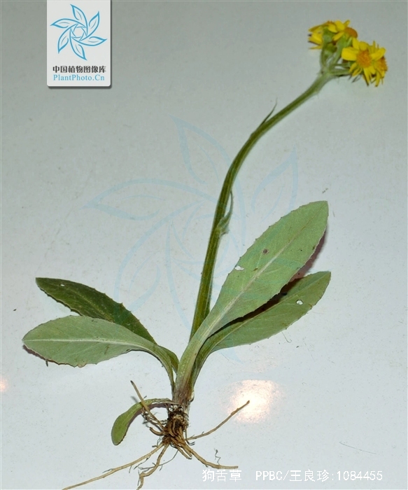  p data-id="go17qu48h9">狗舌草( i>tephro