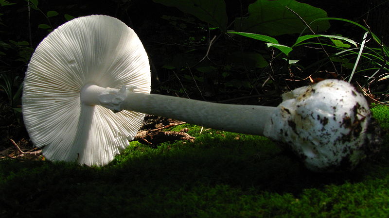 死亡天使蘑菇 /a>( i>amanita bisporigera /i>)是一种含有致命毒素的