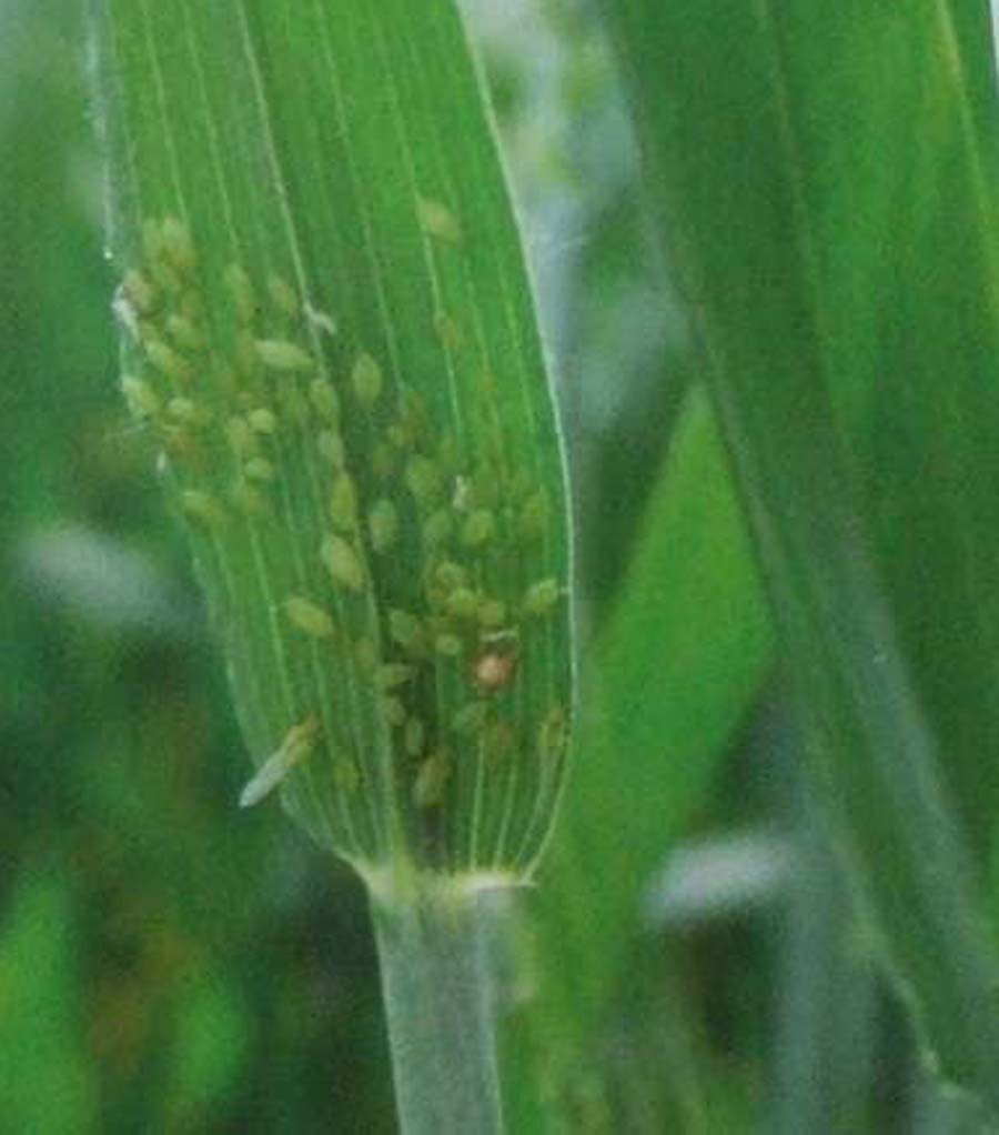  p>麦长管蚜, i>sitobion avenae  /i>(fabricius),属同翅目,蚜科的一