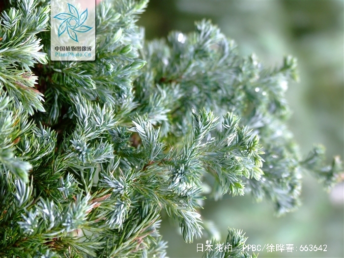 chamaecyparis pisifera (sieb. et zucc.) endl.