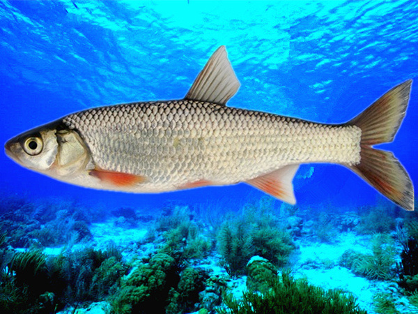  p>图们雅罗鱼( i>leuciscus tumensis /i> mori,1930)是鲤科雅罗鱼属