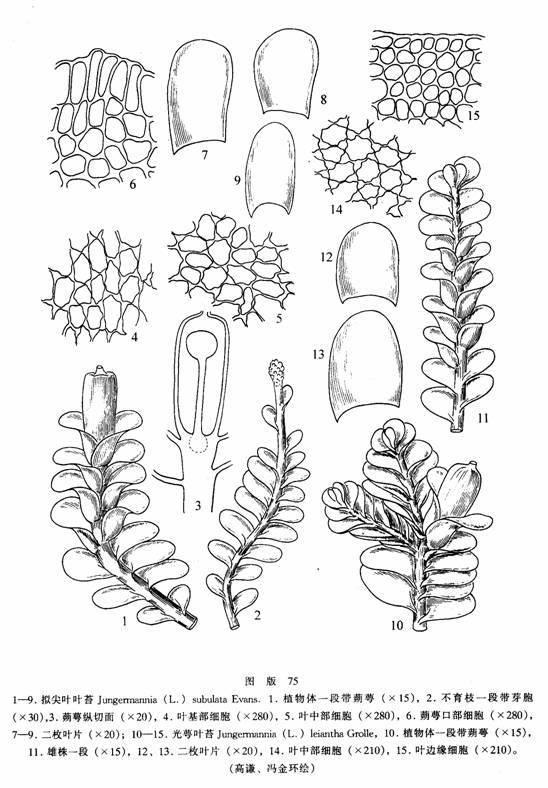 jungermannia (l.) subulata