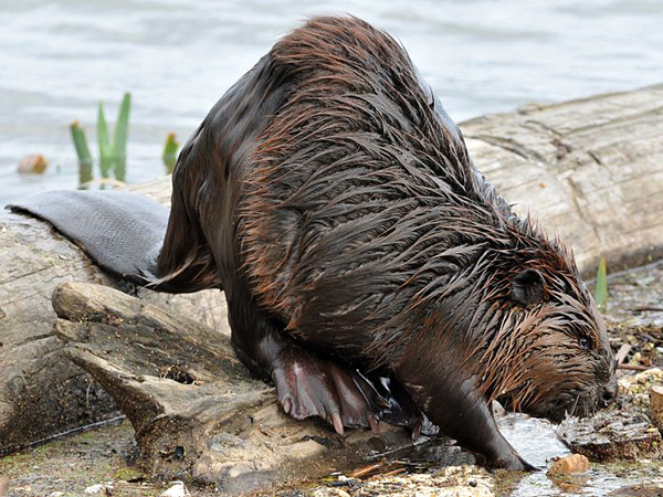  p>国兽( b>national animals /b>):与 a href