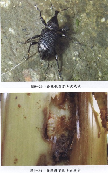  p>昆虫名,为鞘翅目,象虫科.