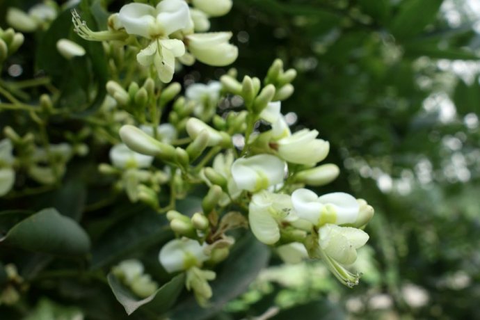 小槐花(学名:ohwia caudata),别名:锐叶小槐花,茉草,抹草
