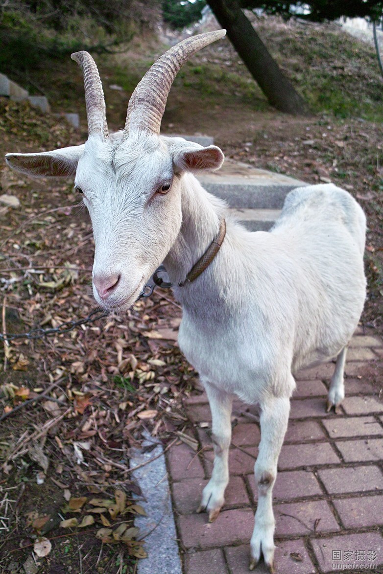 贵州白山羊