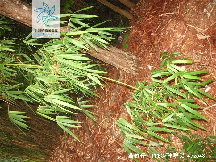  p> b>苗竹仔 /b>(学名: b> i>schizostachyum dumetorum /i> /b>)为 