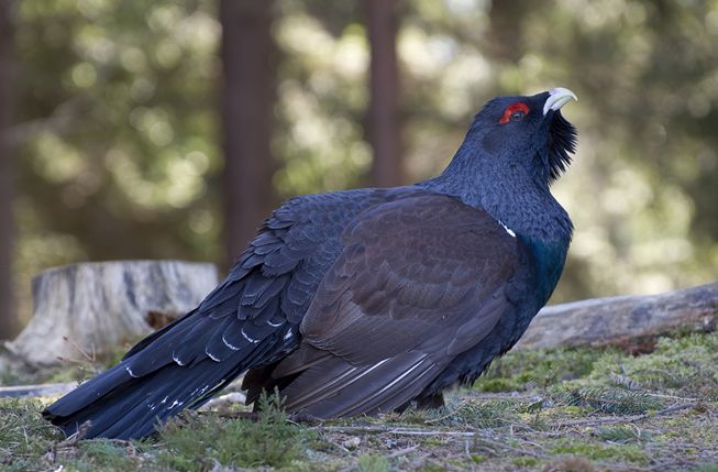  p>松鸡(学名: i>tetrao urogallus /i>):是 a target="_blank" href=