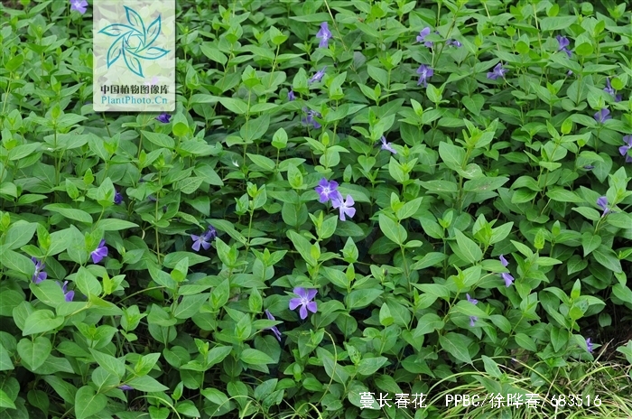  p> b> /b> b>蔓长春花 /b>(学名: i>vinca major /i> l.