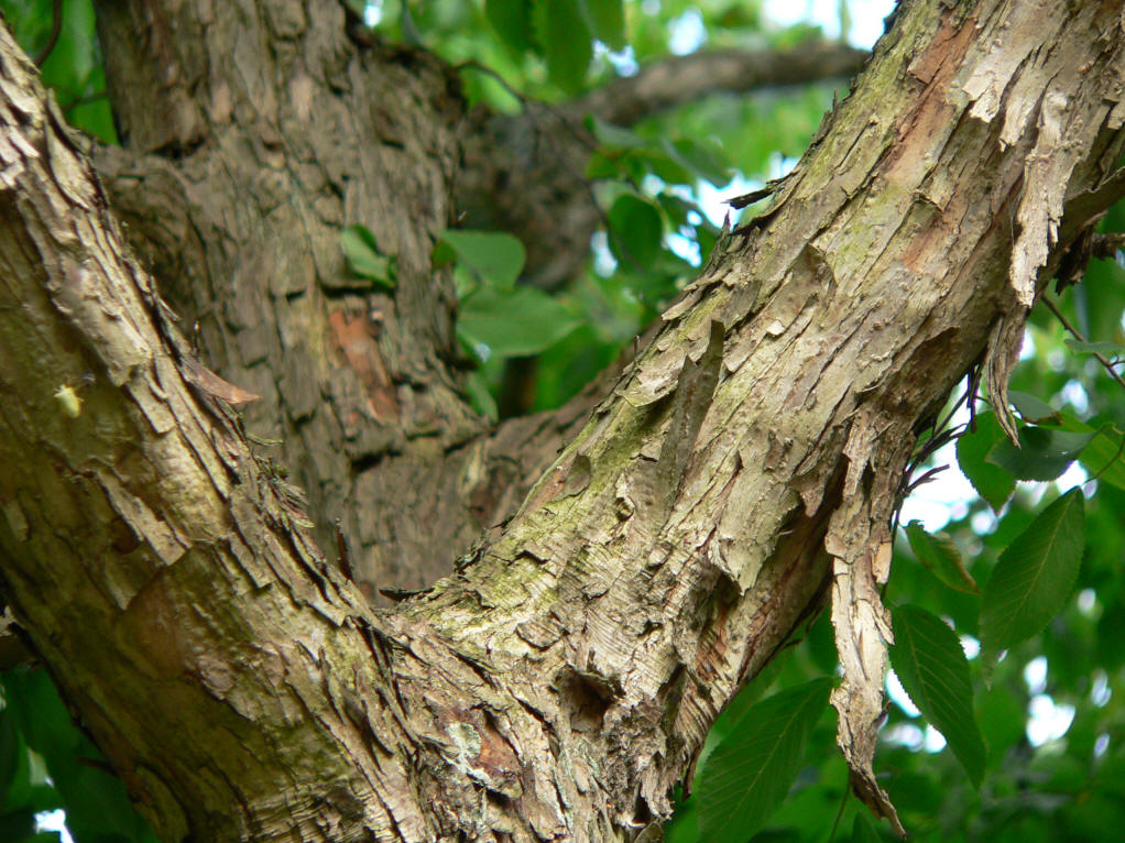 鹅耳枥属 a href="#" data-lemmaid="33239">乔木 /a>,高可达10米