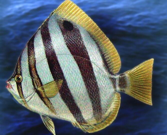 parachaetodon ocellatus