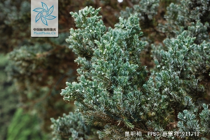  p>昆明柏(学名:sabina gaussenii (cheng) cheng et w. t.