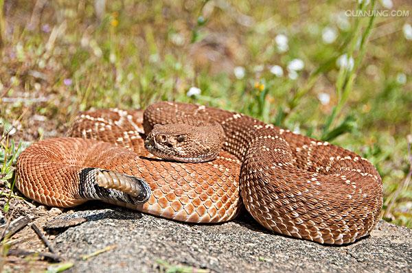  p>南美响尾蛇(crotalus durissus)是一种分布在南美洲的响尾蛇.