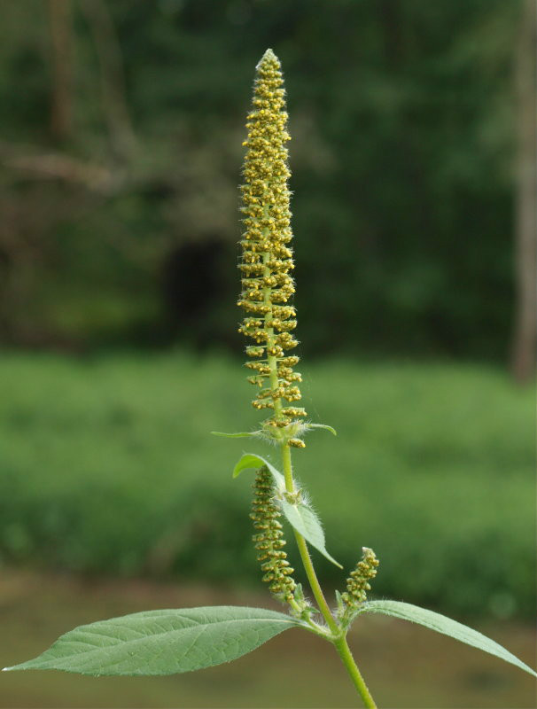  p>三裂叶豚草(学名: i>ambrosia trifida /i>  l.