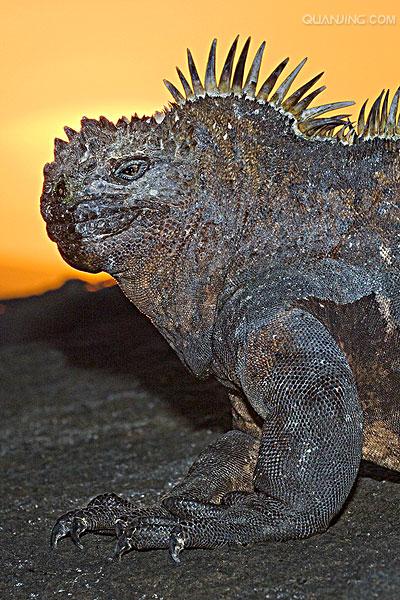  p>海鬣蜥(学名: i>amblyrhynchus cristatus /i