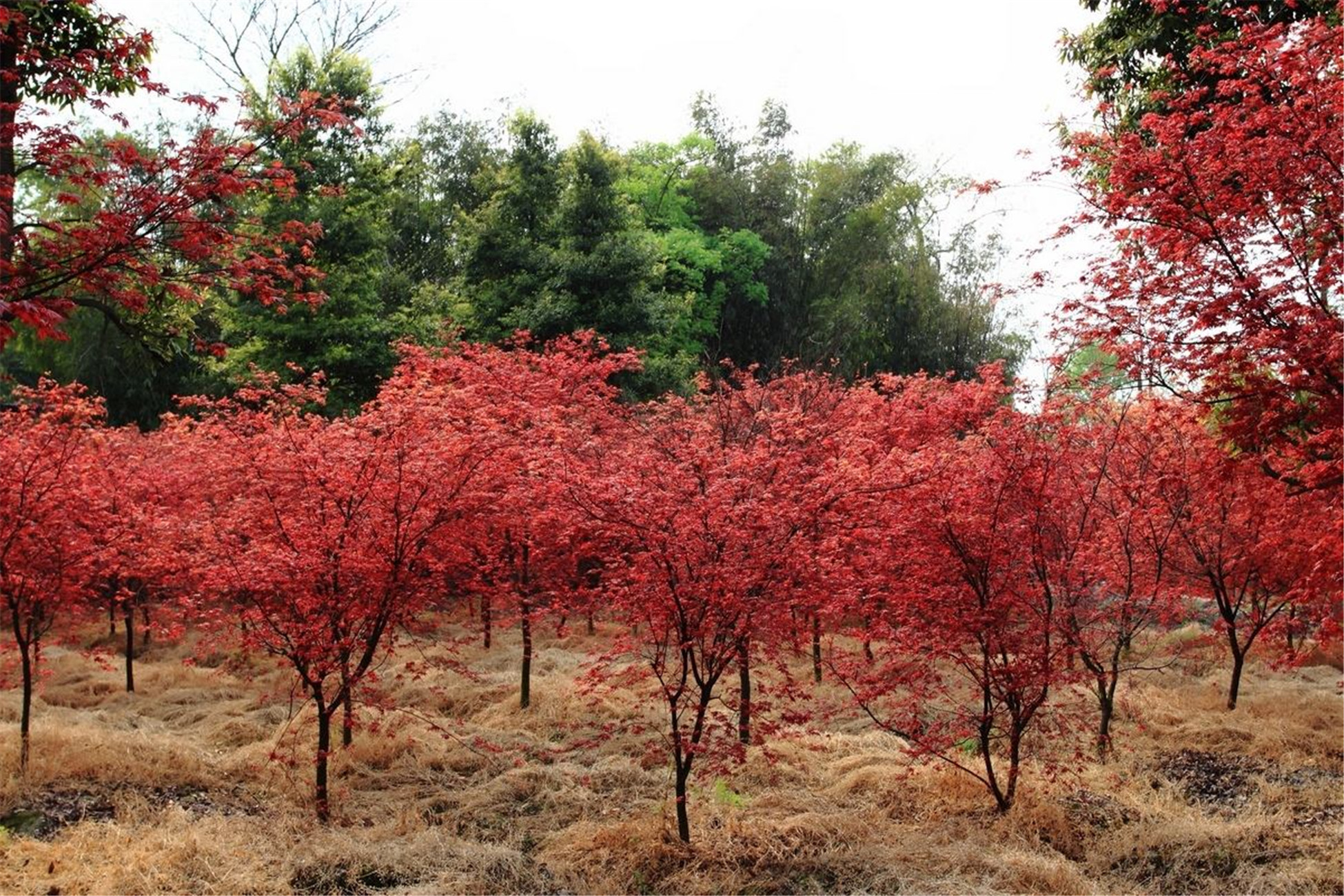  p>日本红枫(学名: i> i> i>acer /i>  i>palma /i> i>tum /i>  /i> 