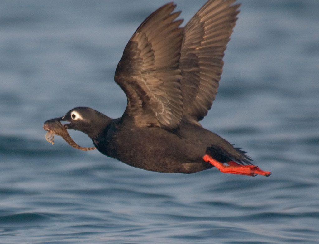  p>白眶海鸽 (cepphus carbo)属 a target="_bl