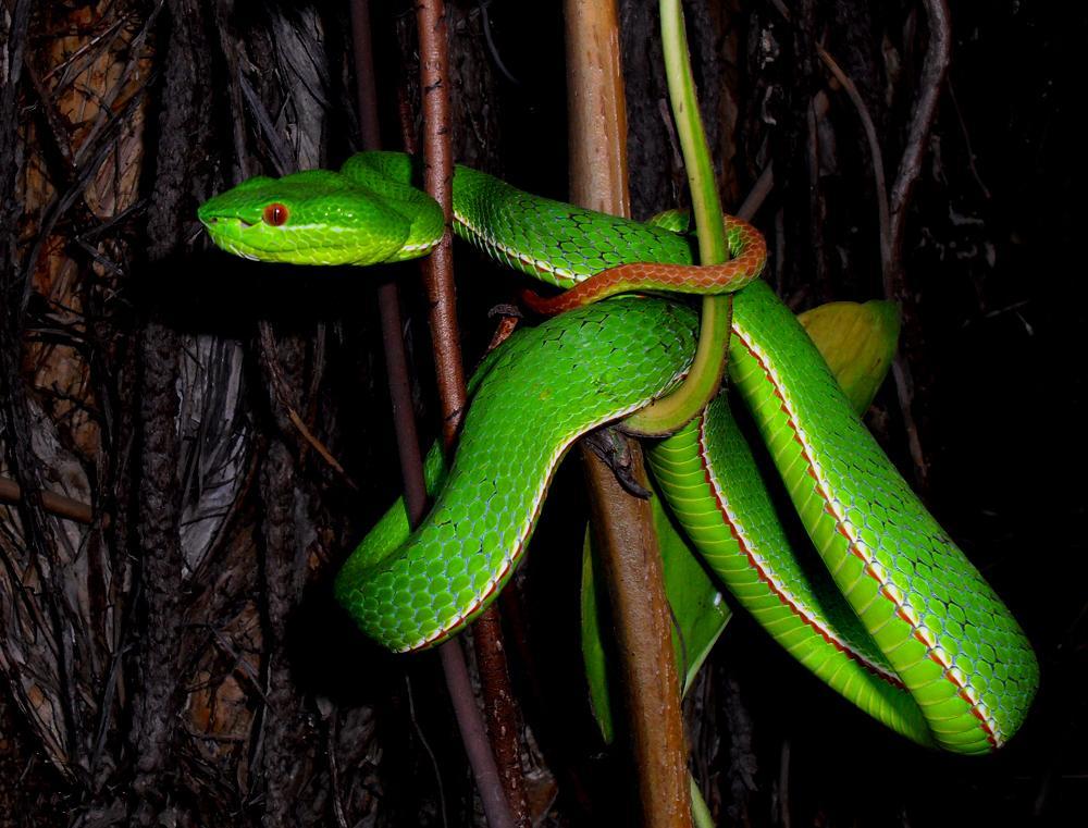  p>竹叶青蛇(学名: i>trimeresurus stejnegeri /i>)是蝰科竹叶青蛇属