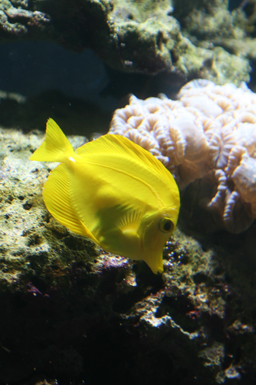  p>黄高鳍刺尾鱼(学名: i>zebrasoma flavescens /i>)其体卵圆而侧扁