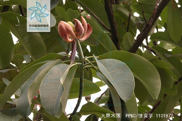  p>大果木莲( i>manglietia grandis  /i>hu et cheng), a target="