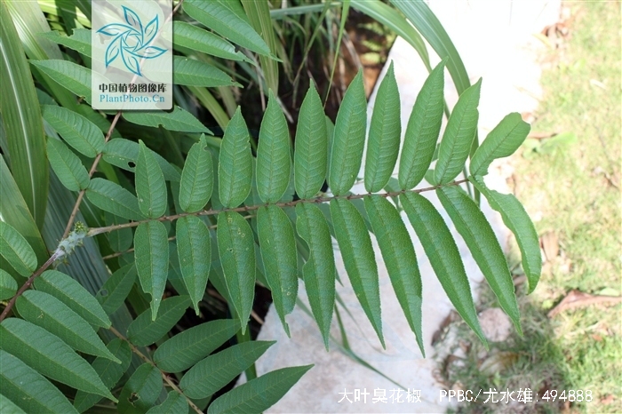  p>大叶臭花椒 驱风通,雷公木,刺椿木〔广西) zanthoxylum myriacan