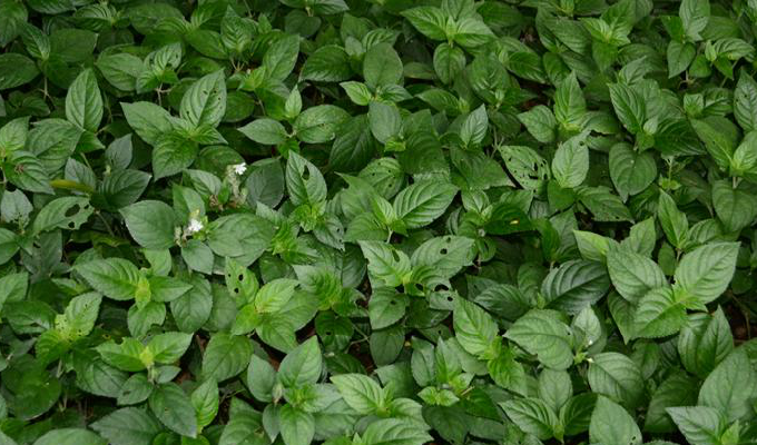  p>糯米香(拉丁学名:semnostachya menglaensis h. p. tsui.