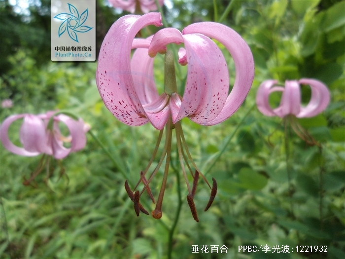 是百合科百合属植物.