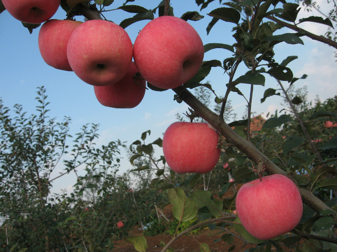 七月仙苹果