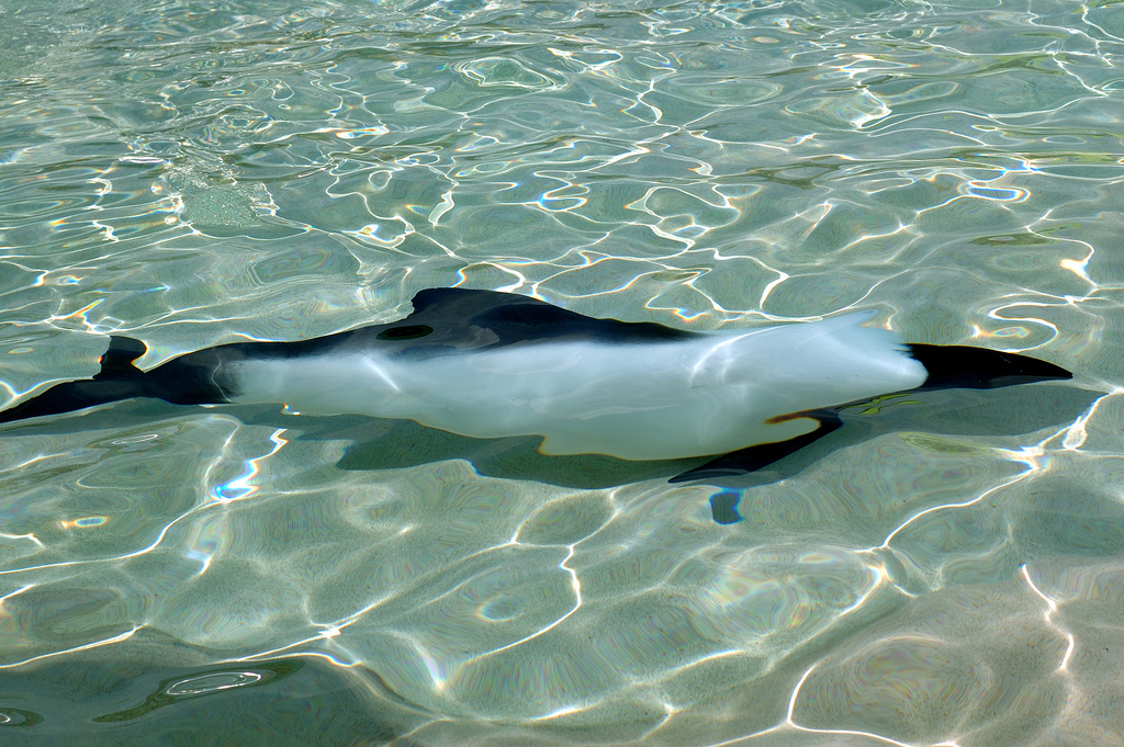  p>花斑喙头海豚是康氏矮海豚的俗称(学名: i>cephalorhynchus