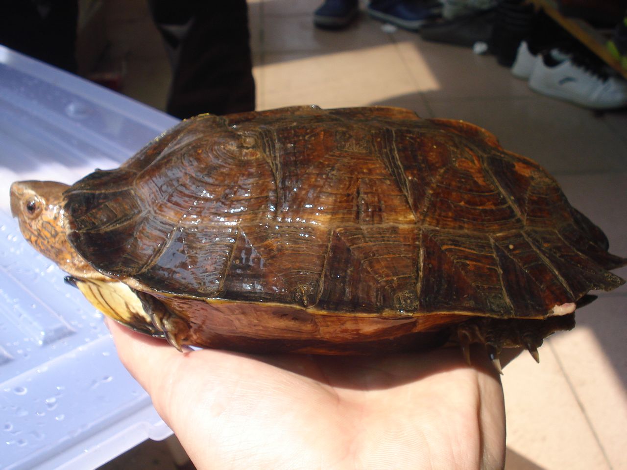 种中等大小的黑色淡水龟,因为颜色单调,不美观 ,有人称之为 "牛屎龟"