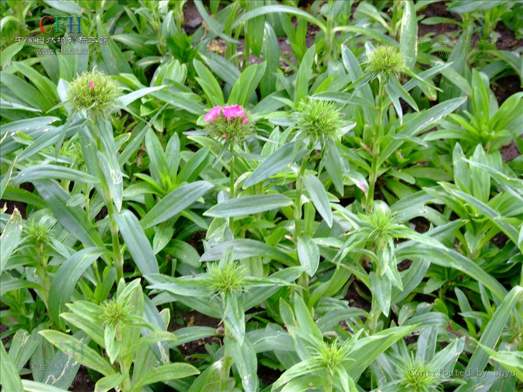  p>石竹,别名:兴安石竹,北石竹,钻叶石竹,蒙古石竹,丝叶石竹,高山石竹